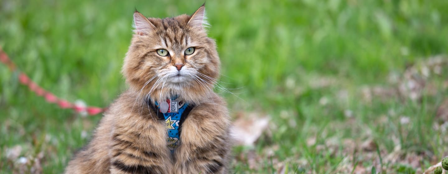 Katze an Leine gewöhnen so gelingt es dir! PURINA